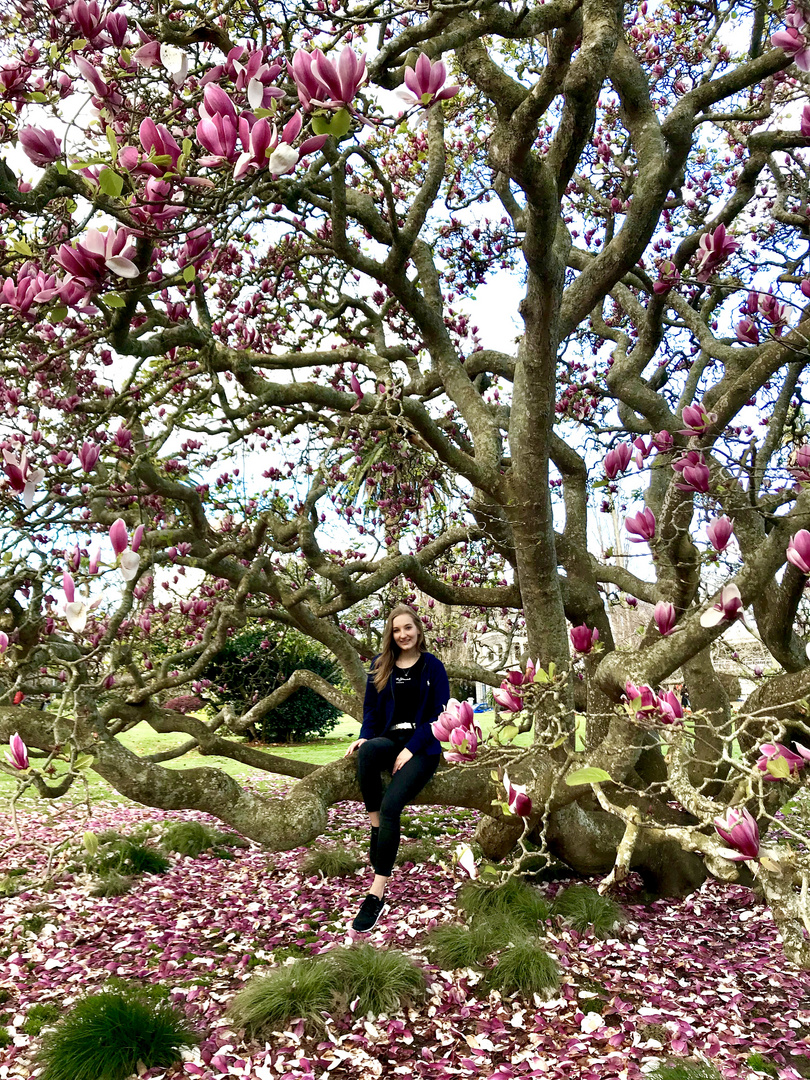 unglaublich schöner Baum