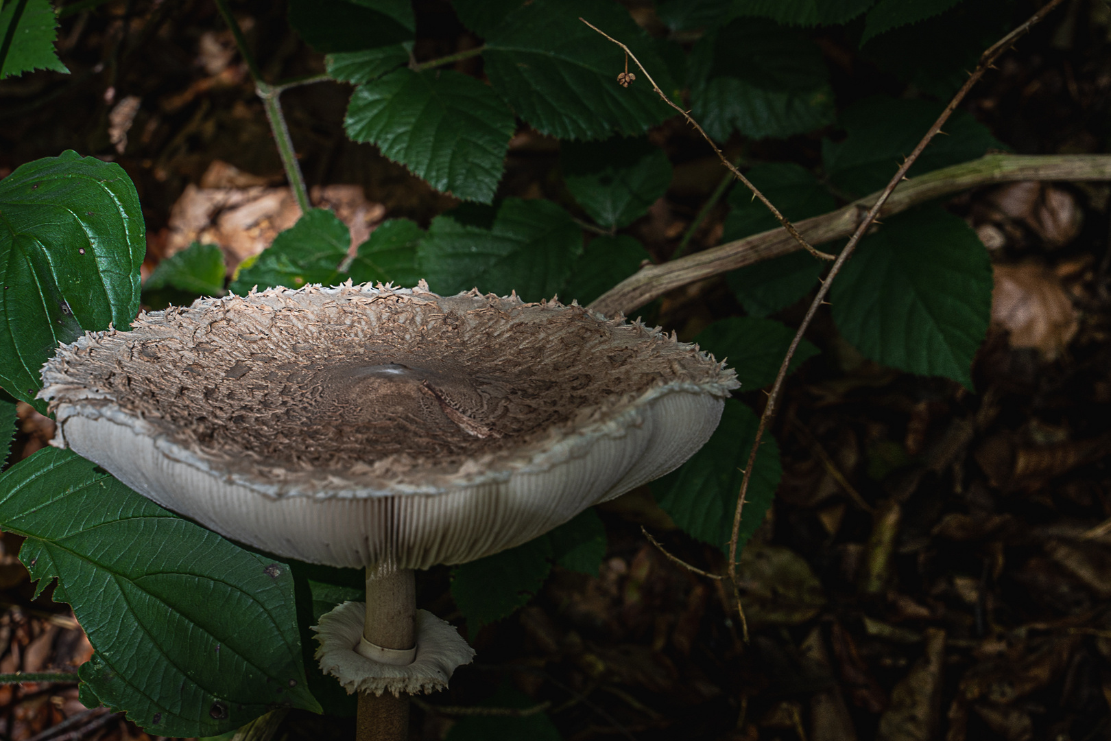 Unglaublich ... tellergroßer Pilz 