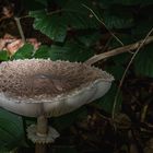 Unglaublich ... tellergroßer Pilz 