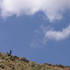 Unglaublich: Wolke fraß Baum