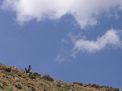 Unglaublich: Wolke fraß Baum