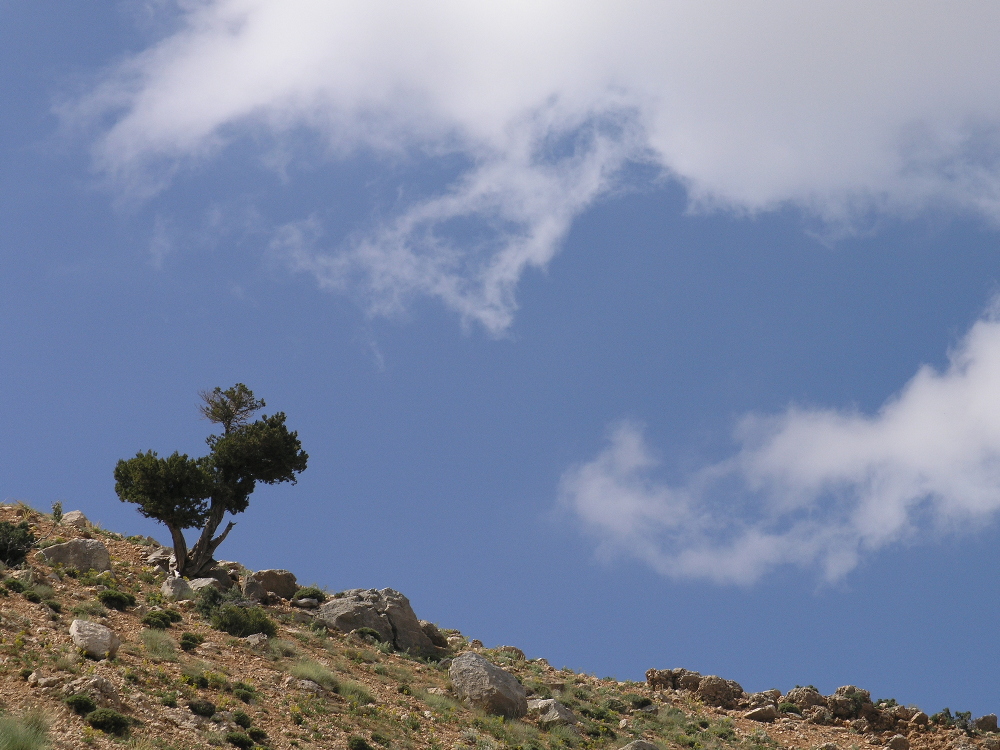 Unglaublich: Wolke frisst Baum