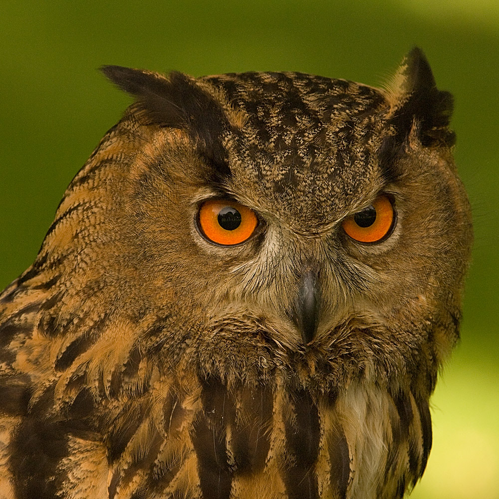 unglaubliche Augen