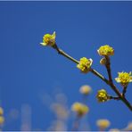 unglaubliches blau