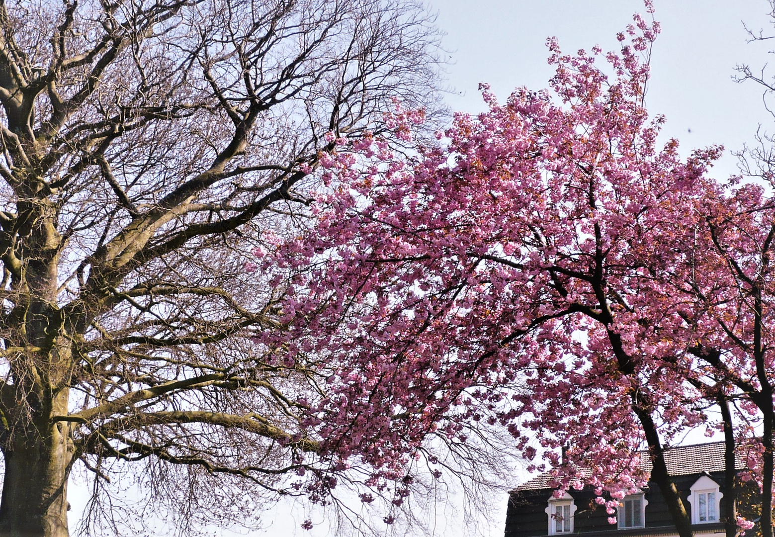 Ungleiche Geschwister - Winter/Frühling