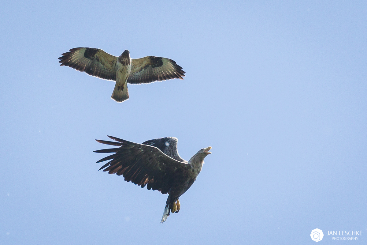 Ungleiches Paar - Seeadler und Mäuse(?)bussard