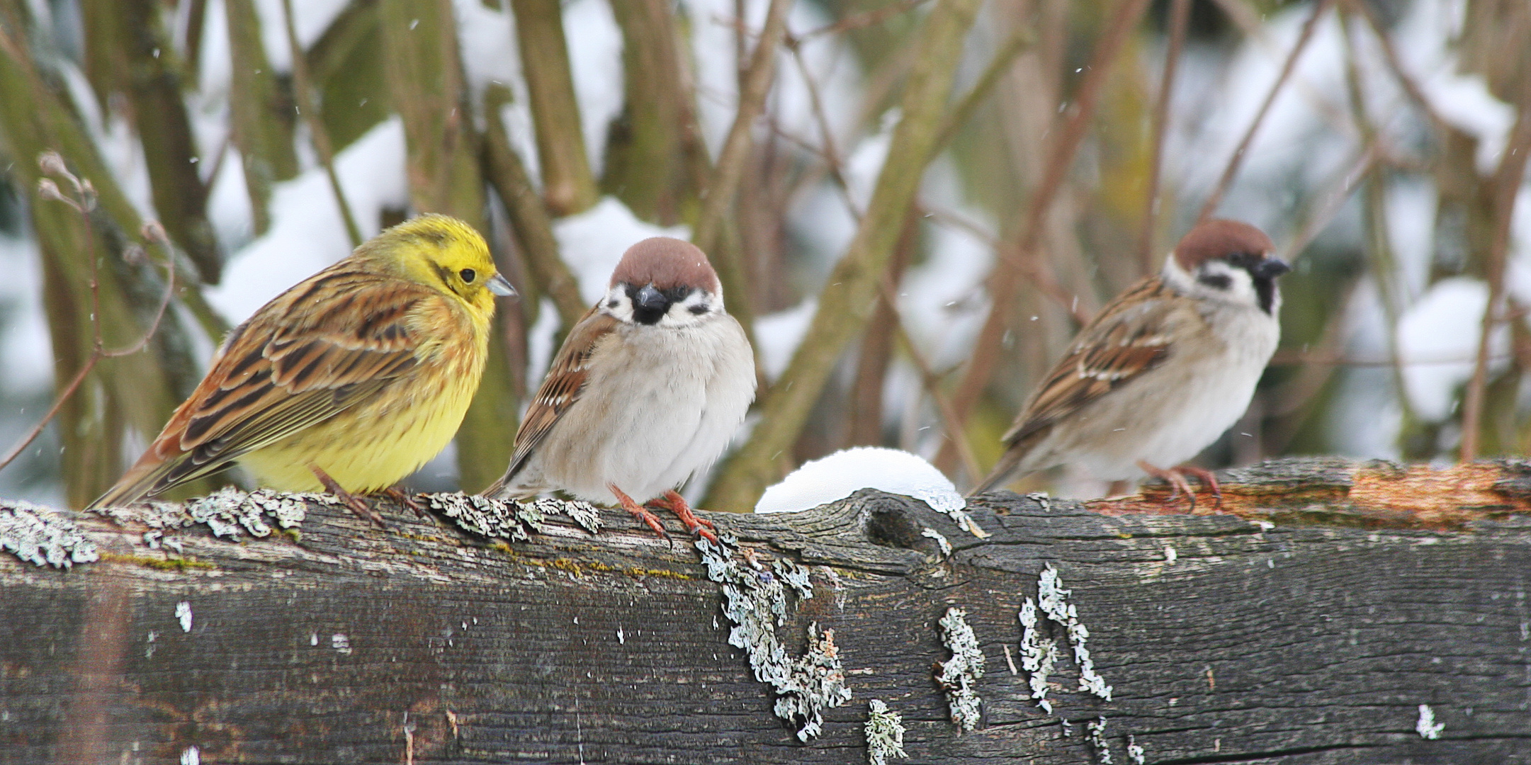 ungleiches Trio