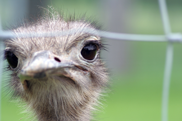 Unglücklicher Knastvogel