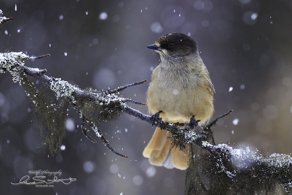 Unglückshäher im Schnee