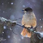 Unglückshäher im Schnee