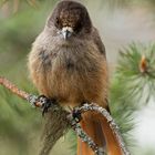 Unglückshäher (Jungvogel) // Schweden