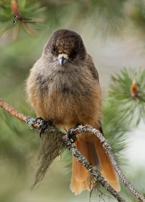 Unglückshäher (Jungvogel) // Schweden