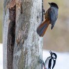 Unglückshäher (Perisoreus infaustus) und Buntspecht (Dendrocopos major)