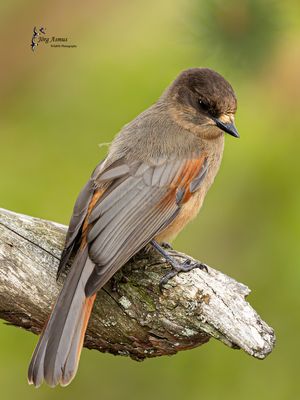 Unglückshäher // Schweden