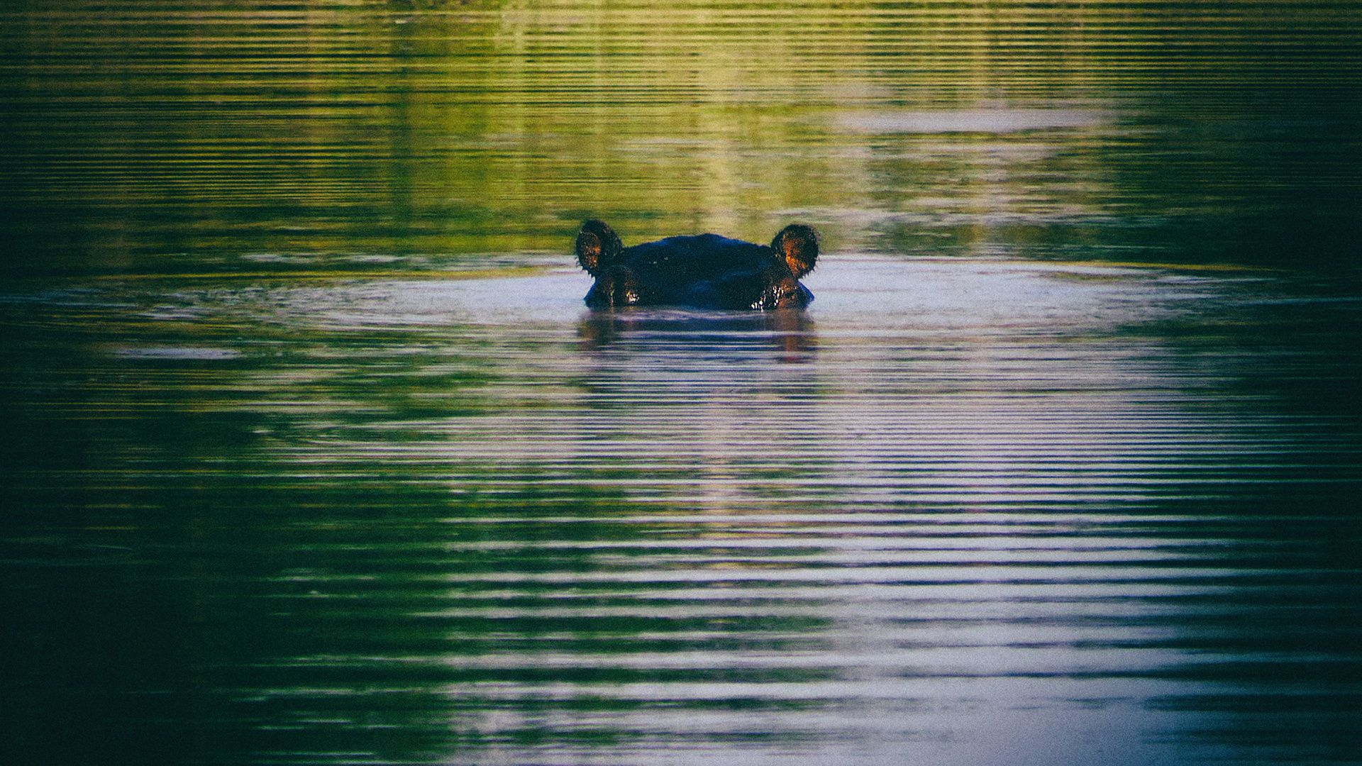 (Un)Happy Hippo - jetzt in jedem 7. Teich