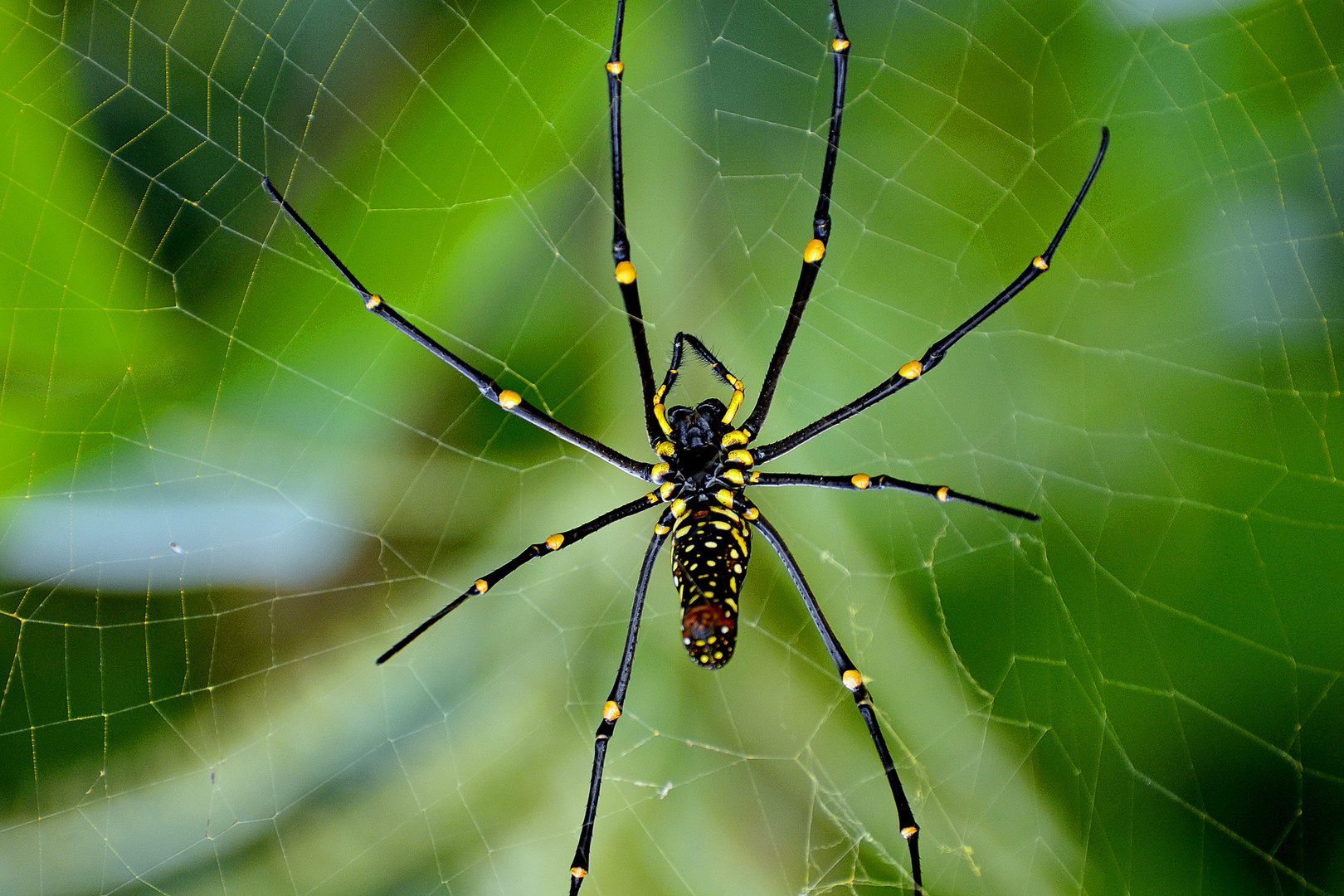 Unhappy spider- look at his face hahaha