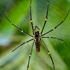 Unhappy spider- look at his face hahaha