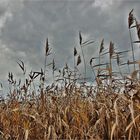 unheildräuender Himmel am Blankensee