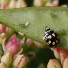 Unheilvolle Begegnung zweier Insektenarten - Marienkäfer & Blattläuse