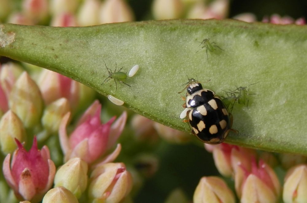 Unheilvolle Begegnung zweier Insektenarten - Marienkäfer & Blattläuse