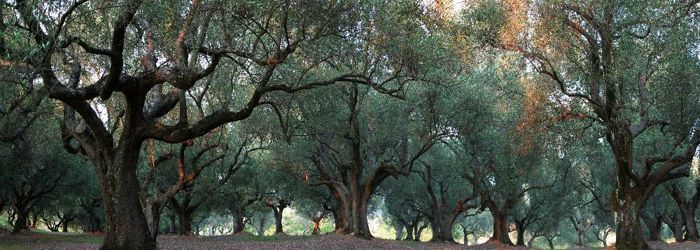 Unheimlich - Olivenhain im Abendlicht im Cilento