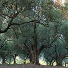 Unheimlich - Olivenhain im Abendlicht im Cilento