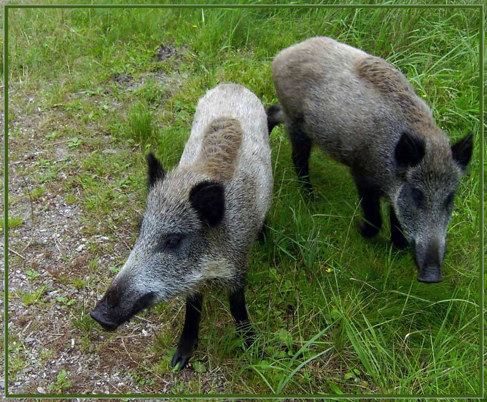 Unheimliche Begegnung mit der schweinischen Art