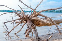 Unheimliche Kreatur (oder doch nur Baumstamm im Wasser)