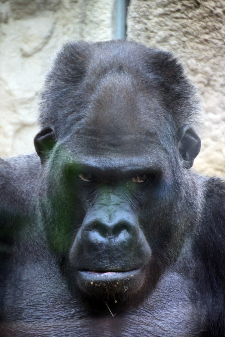 unheimlicher Gorilla