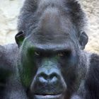 unheimlicher Gorilla