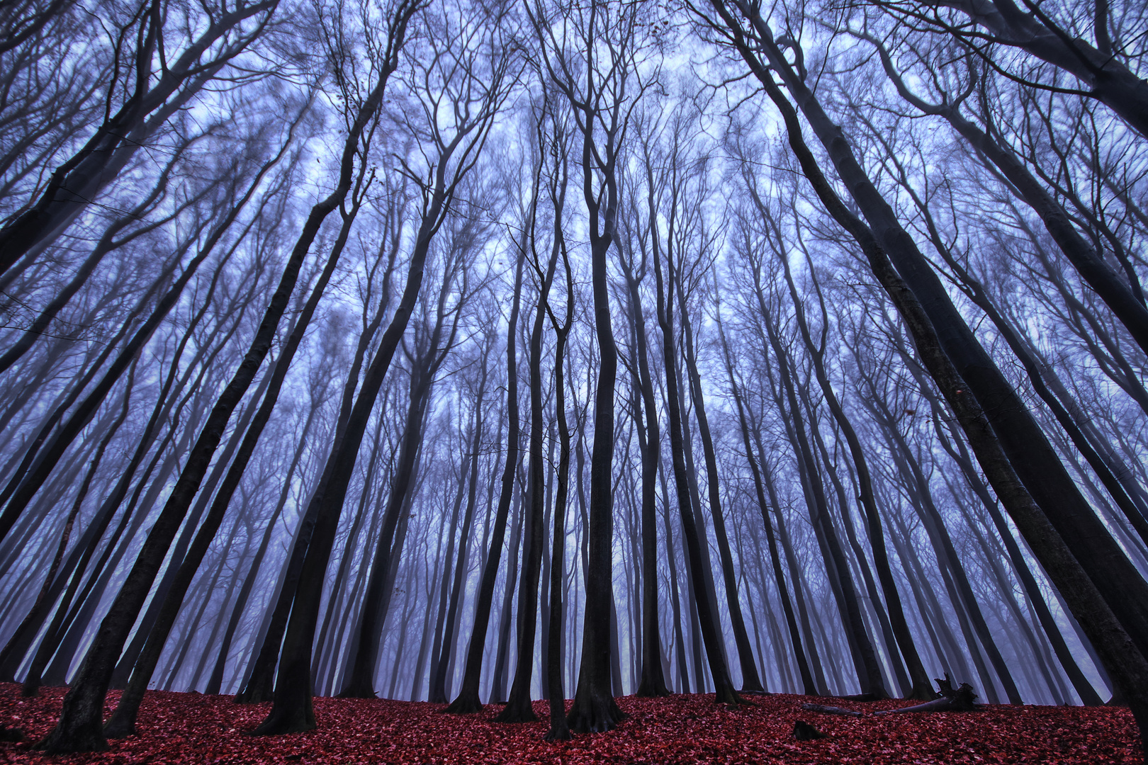 Unheimlicher Wald