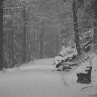 Unheimlicher Waldweg