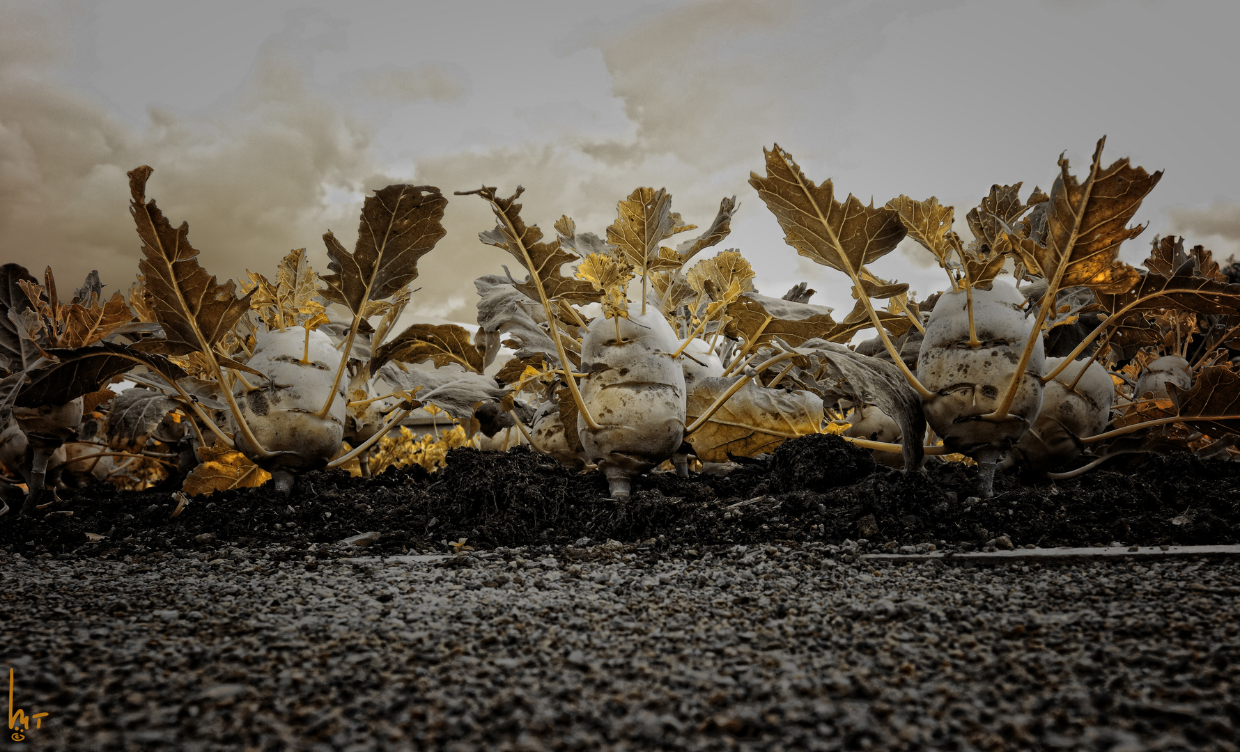 Unheimliches Kohlrabibeet