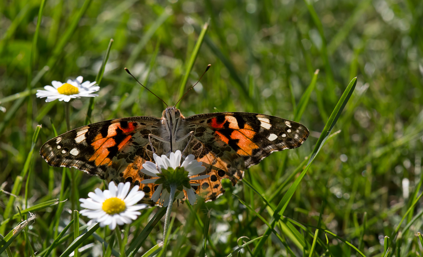 unhöflich