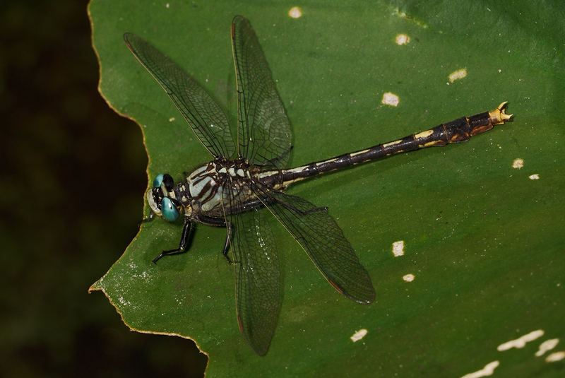 Unicorn Clubtail