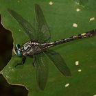 Unicorn Clubtail