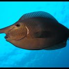 Unicornfish