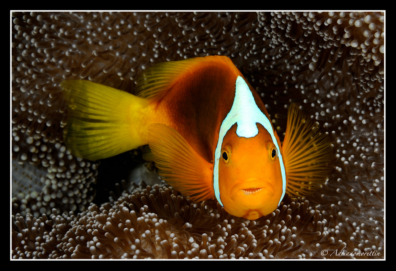 unidentified clownfish