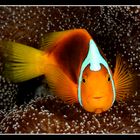 unidentified clownfish