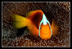 unidentified clownfish