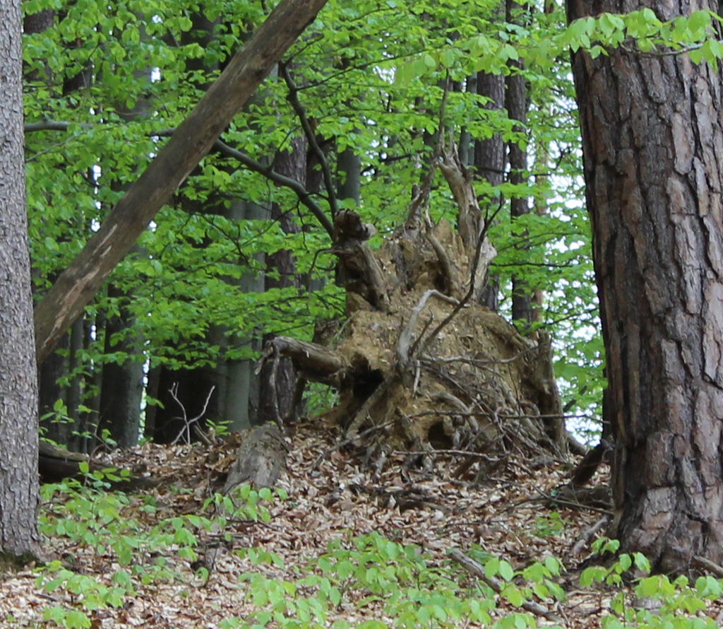 unidentifizierbares  Monster im Wald.