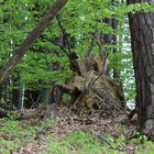 unidentifizierbares  Monster im Wald.