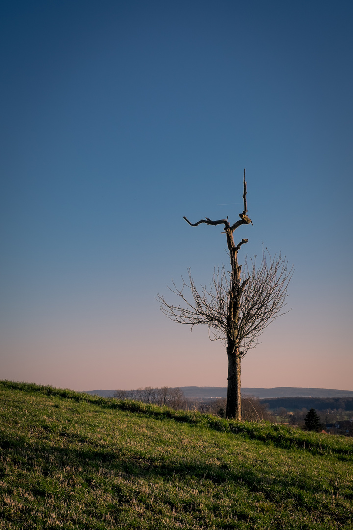 Unikat im letzten Sonnenlicht