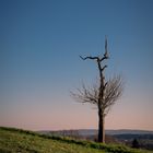 Unikat im letzten Sonnenlicht