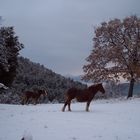 UN'INASPETTATA NEVICATA