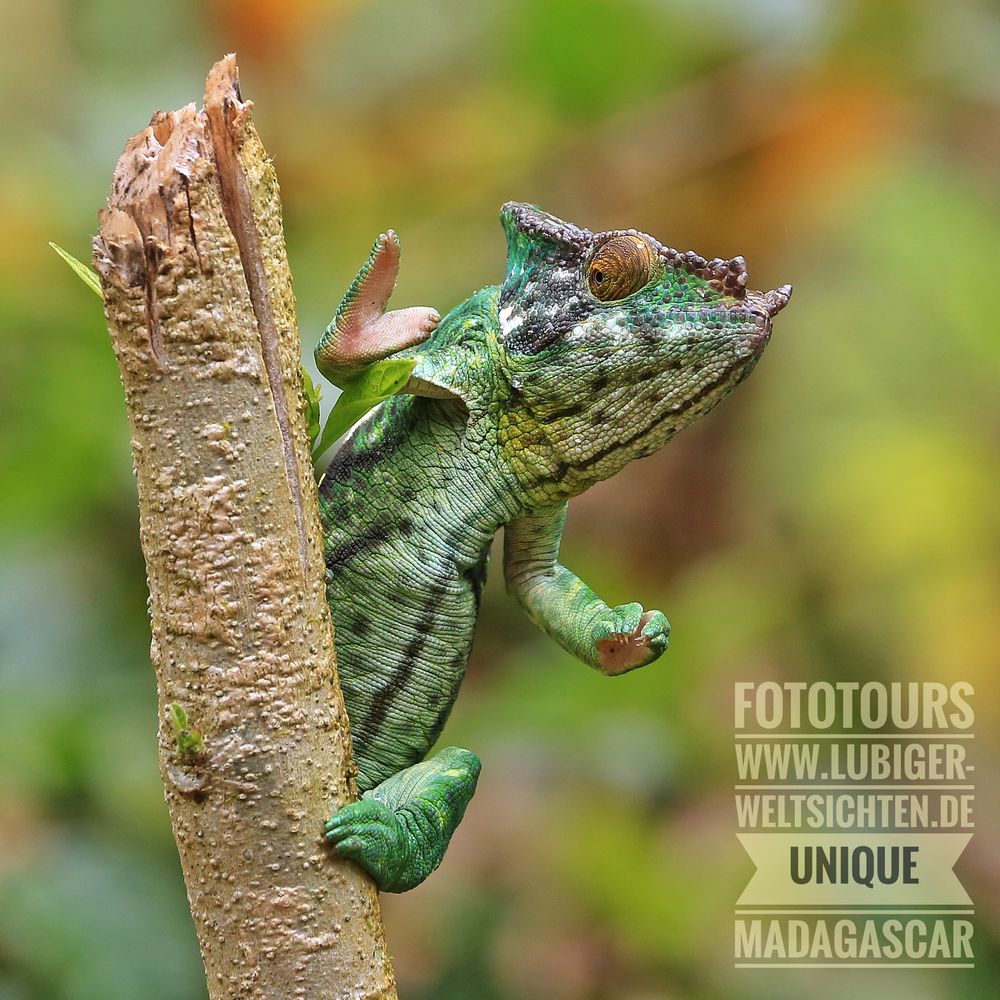 Unique Madagascar