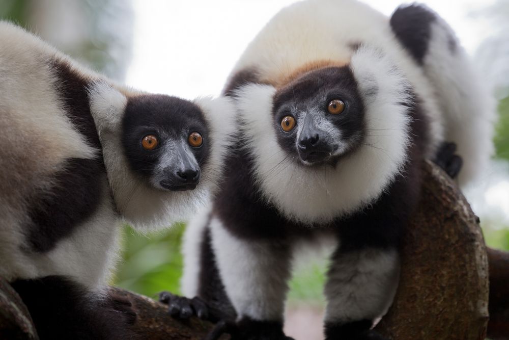 Unique Madagascar Fototour