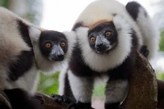 Unique Madagascar Fototour