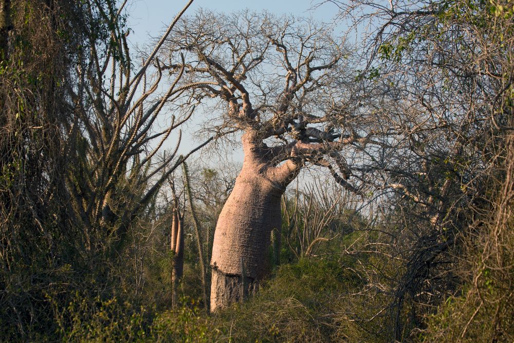 Unique Madagascar Fototour