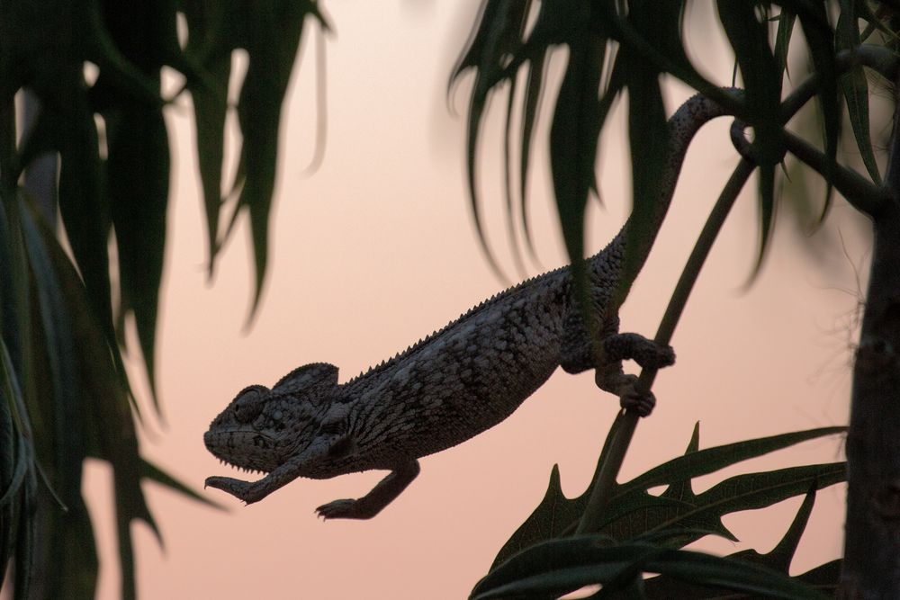 Unique Madagascar Fototour